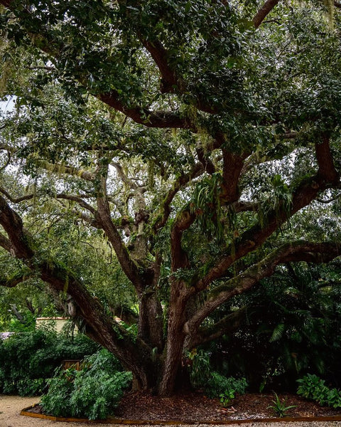 Southern Live Oak