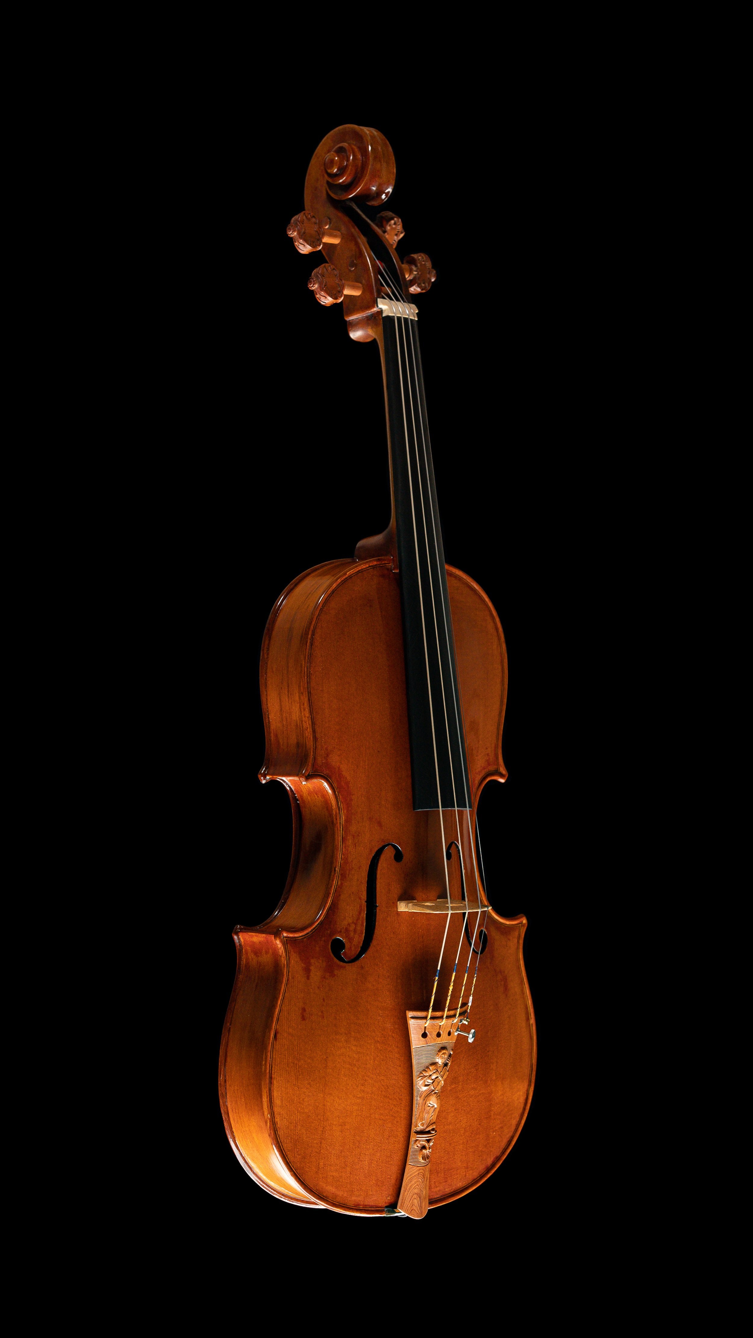 Ancient_Kauri_Viola__1_-